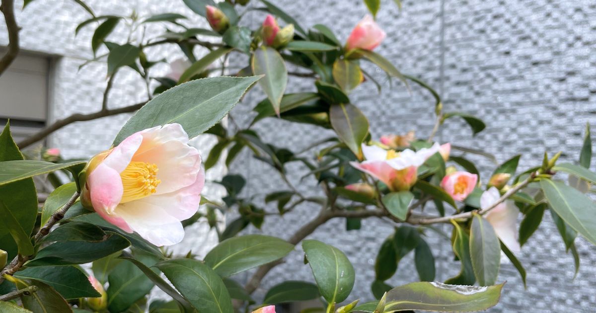 椿の異常 | Dear Garden Blog